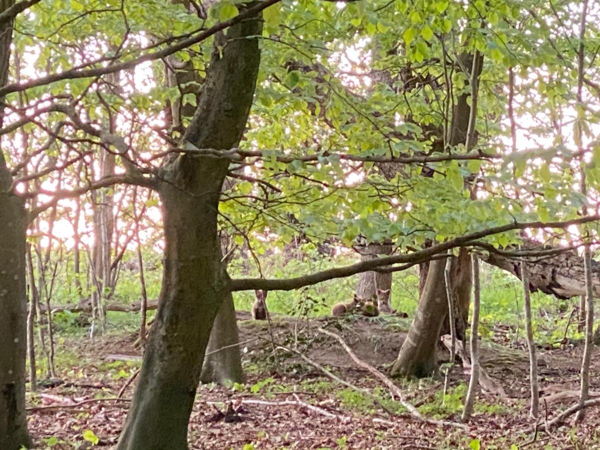 Nyopfort Luksusvaerelse I Naturskonne Og Rolige Omgivelser Branderup Exterior foto